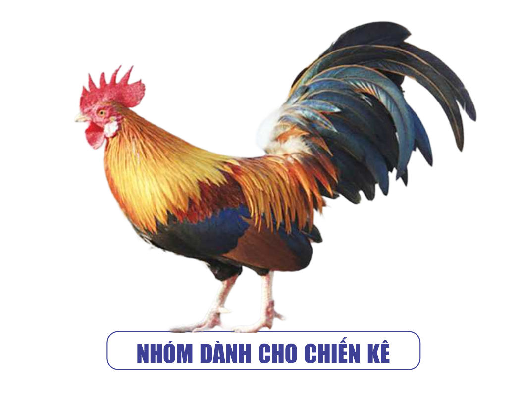 Dành Cho Chiến Kê