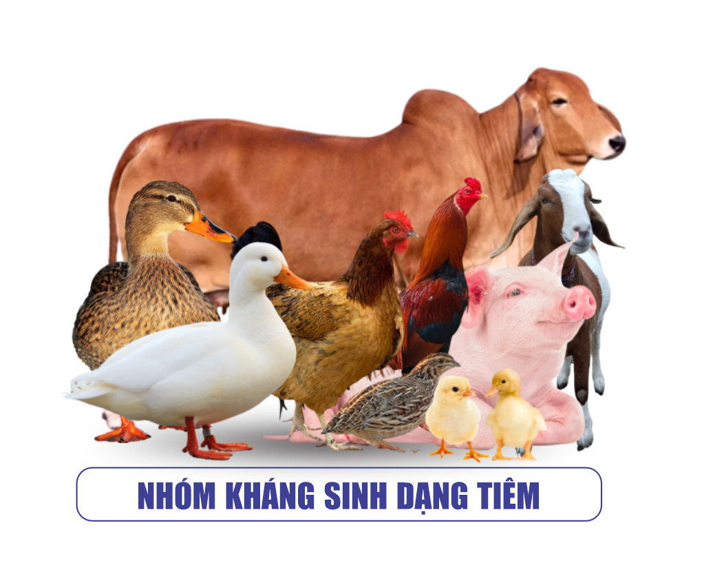 Nhóm Kháng Sinh Dạng Tiêm Thú Y