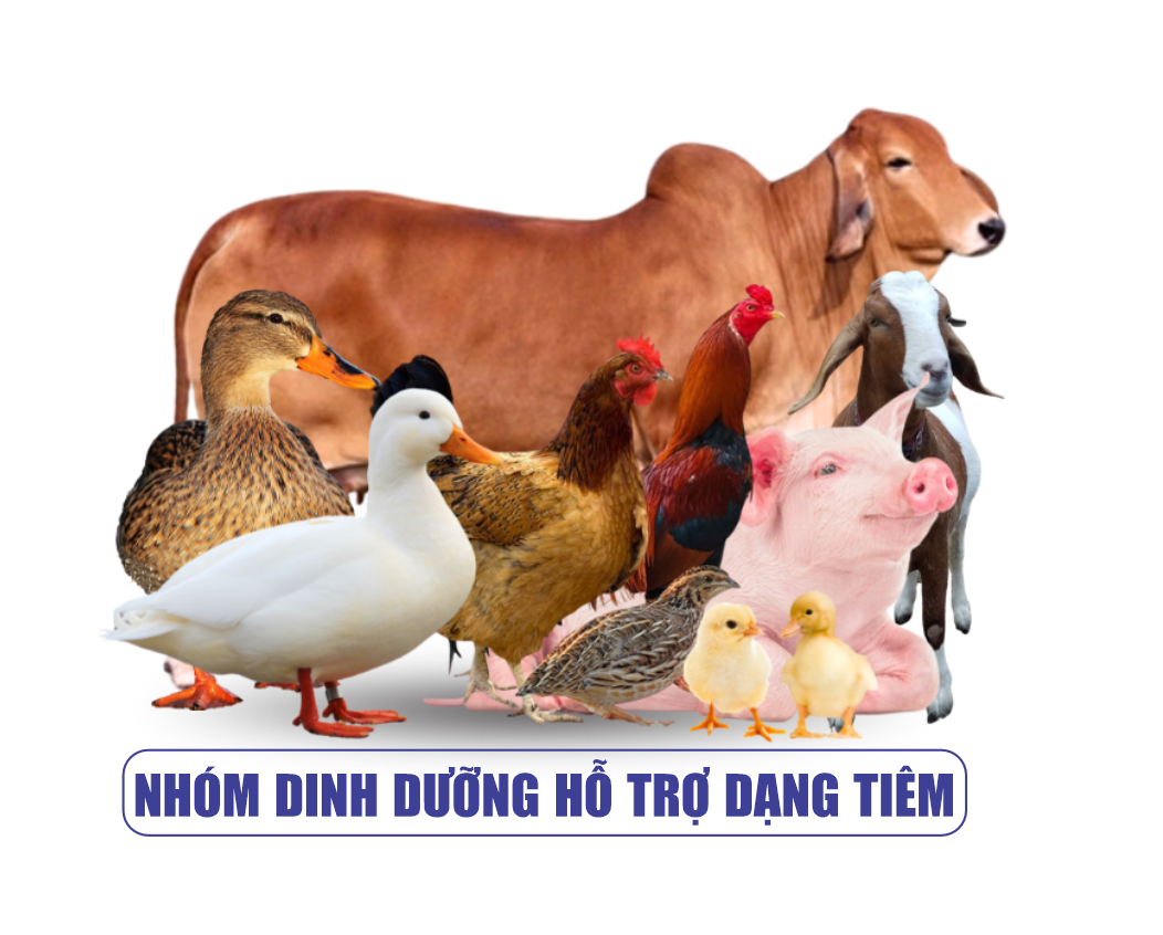 Nhóm Dinh Dưỡng Hỗ Trợ Dạng Tiêm Thú Y