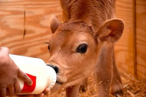 The Open Sanctuary Project Calf Care 600x400 1