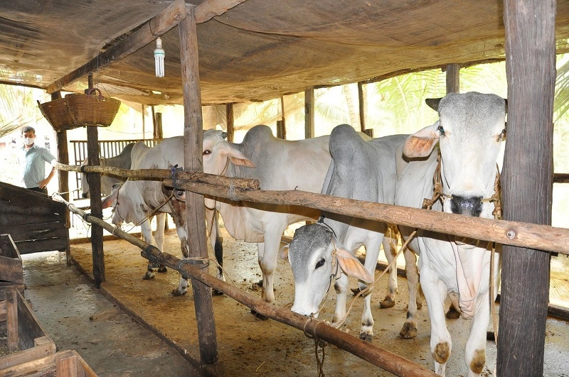 Chủ chăn nuôi phải luôn đảm bảo chuồng, trại cho gia súc