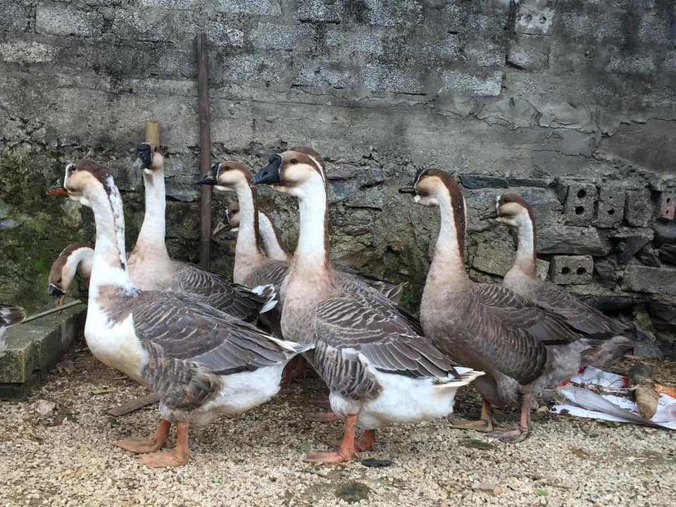 Ngỗng sư tử