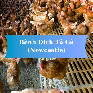 Bệnh Dịch Tả Gà (Newcastle): Nguyên Nhân, Triệu Chứng Và Cách Phòng Ngừa