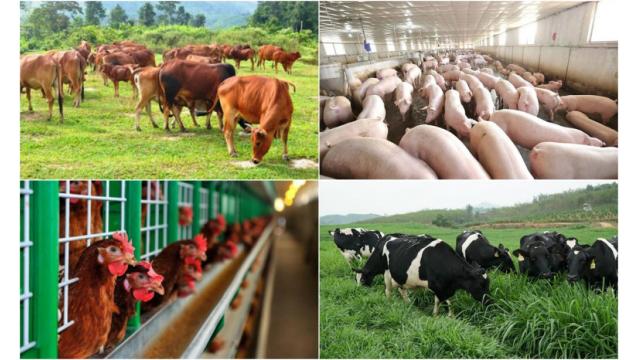 Biện pháp chống nóng cho gia súc, gia cầm trong mùa hè