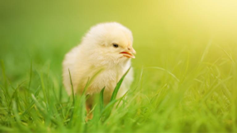 Cách nuôi dưỡng, chăm sóc gà con hiệu quả